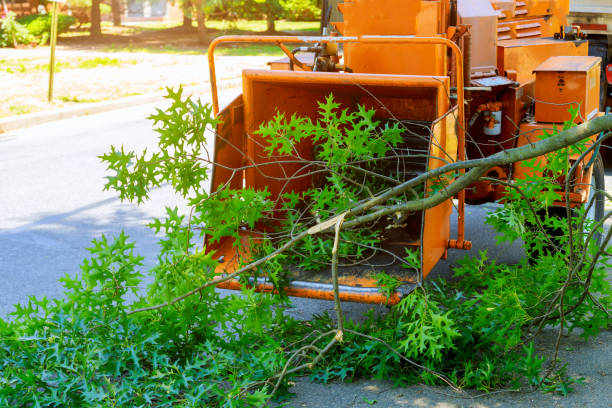  Norton, KS Tree Service Pros